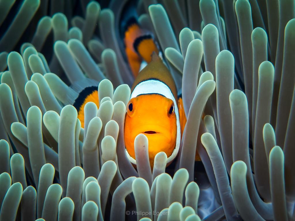 Villa Coral Пемутеран Экстерьер фото